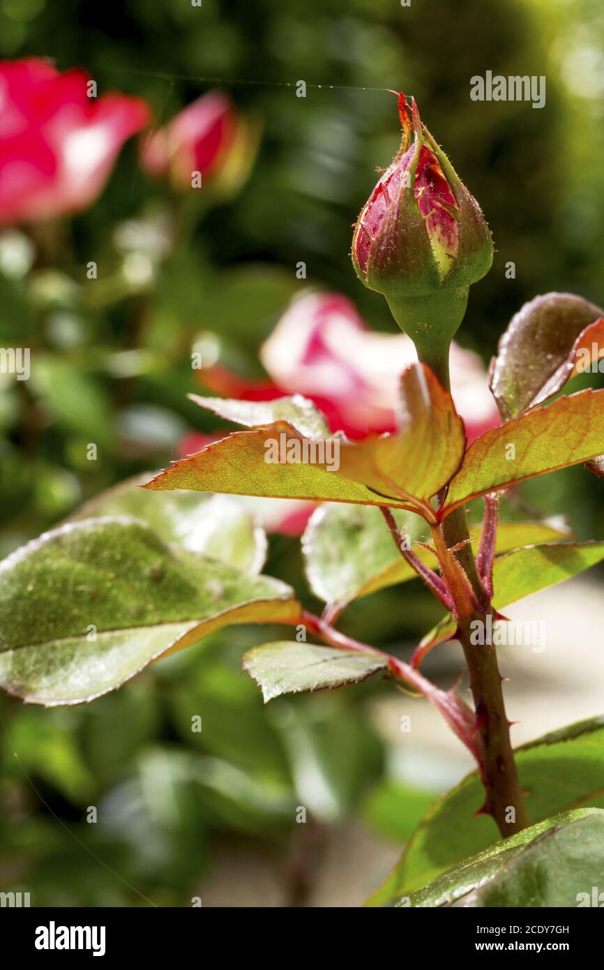 tre foglie di rosa su un gambo con un germoglio chiuso di rosa Foto Stock