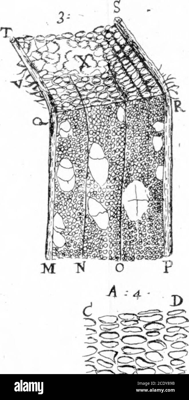 . Una lettera del sig. Anthony Van Leeuwenhoek, F. R. S. sulle baracche di alberi . 7- B Wist? € Foto Stock