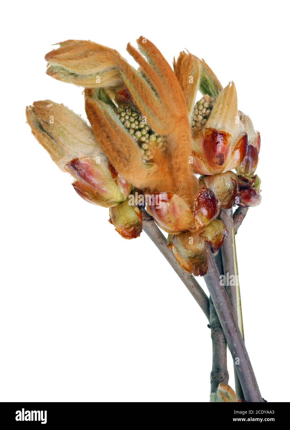 Aprile primavera foglie gemme del castagno rami isolati Foto Stock