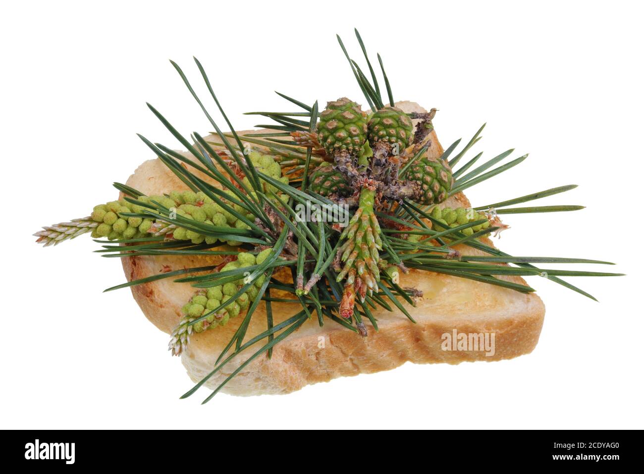 Pane tostato fritto con aghi e coni di primavera ramoscelli di pino-cibo esotico isolato Foto Stock