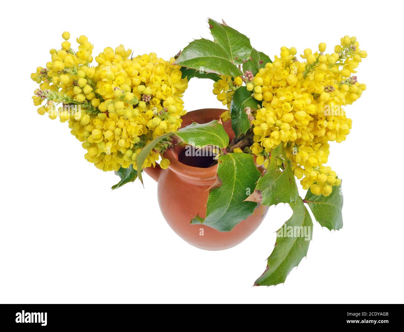 Fiori di primavera gialli di una pianta di agrifoglio sempreverde in un caraffa in ceramica isolata Foto Stock