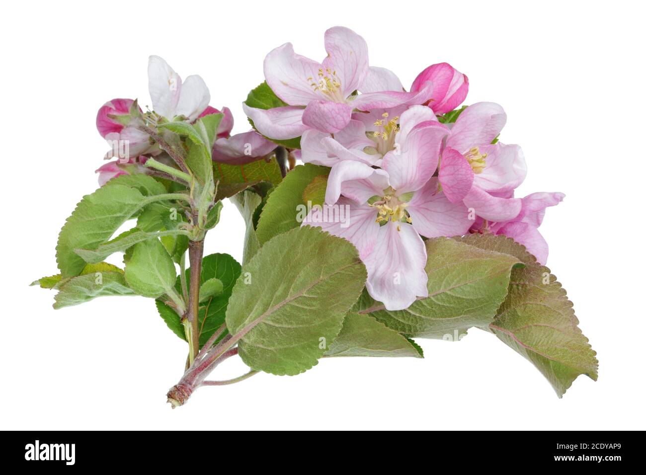 Primavera maggio ramo di fiore Apple albero con bianco piccolo fiori rosa isolati Foto Stock