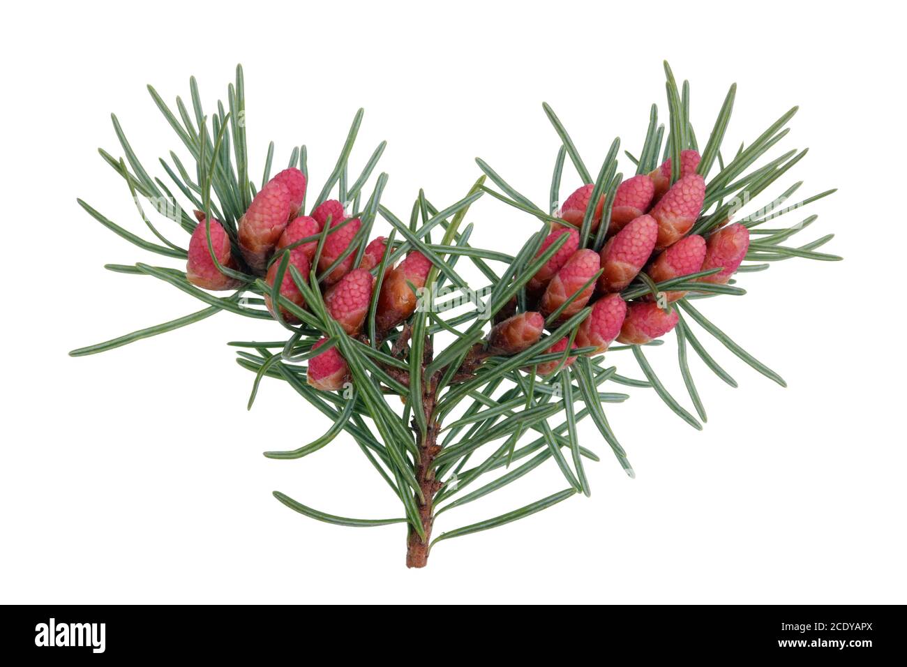 Rosso aprile fiori coni di pino su rami con aghi affilati Foto Stock