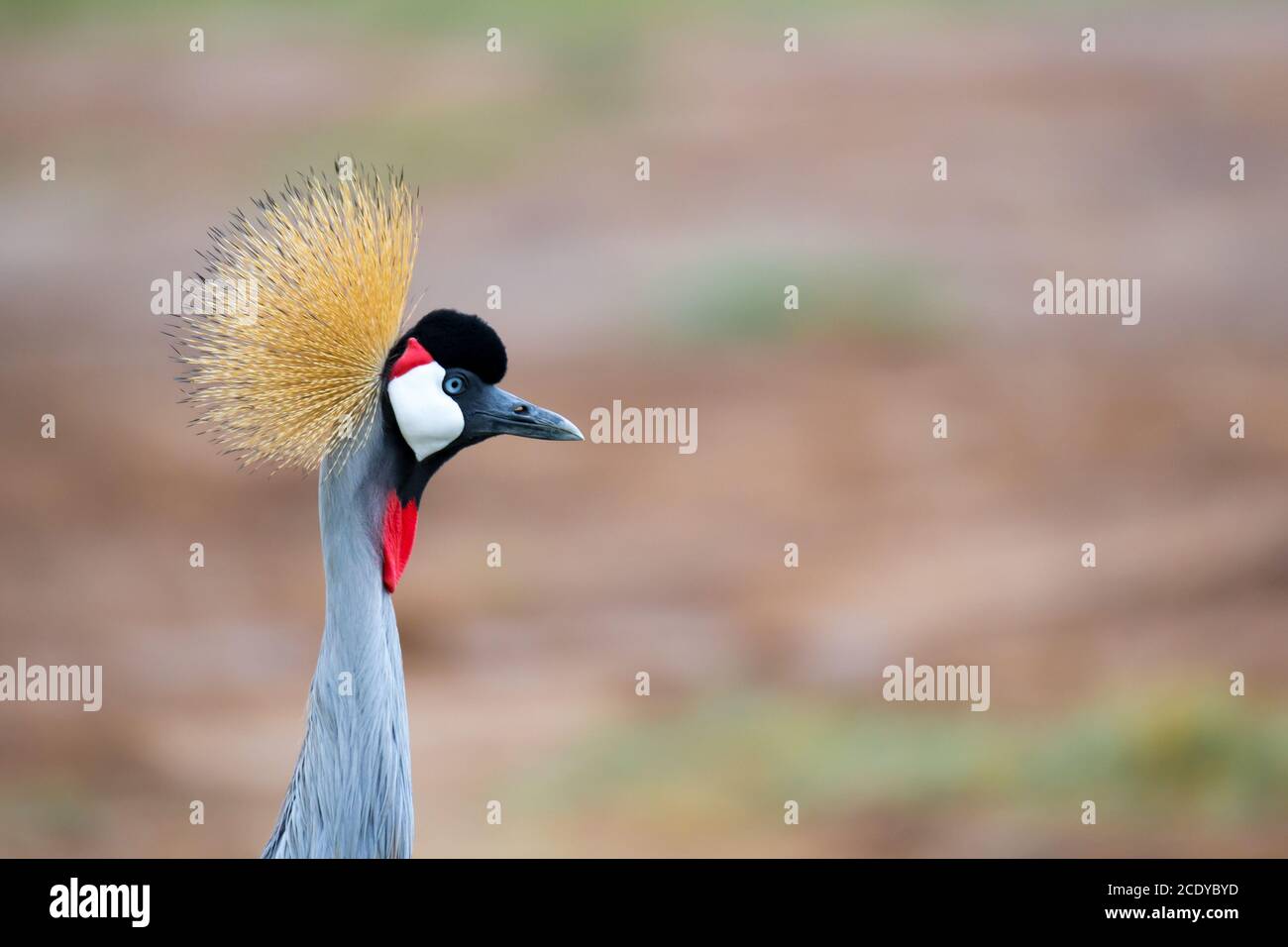 Uccello colorato nella savana del Kenya Foto Stock