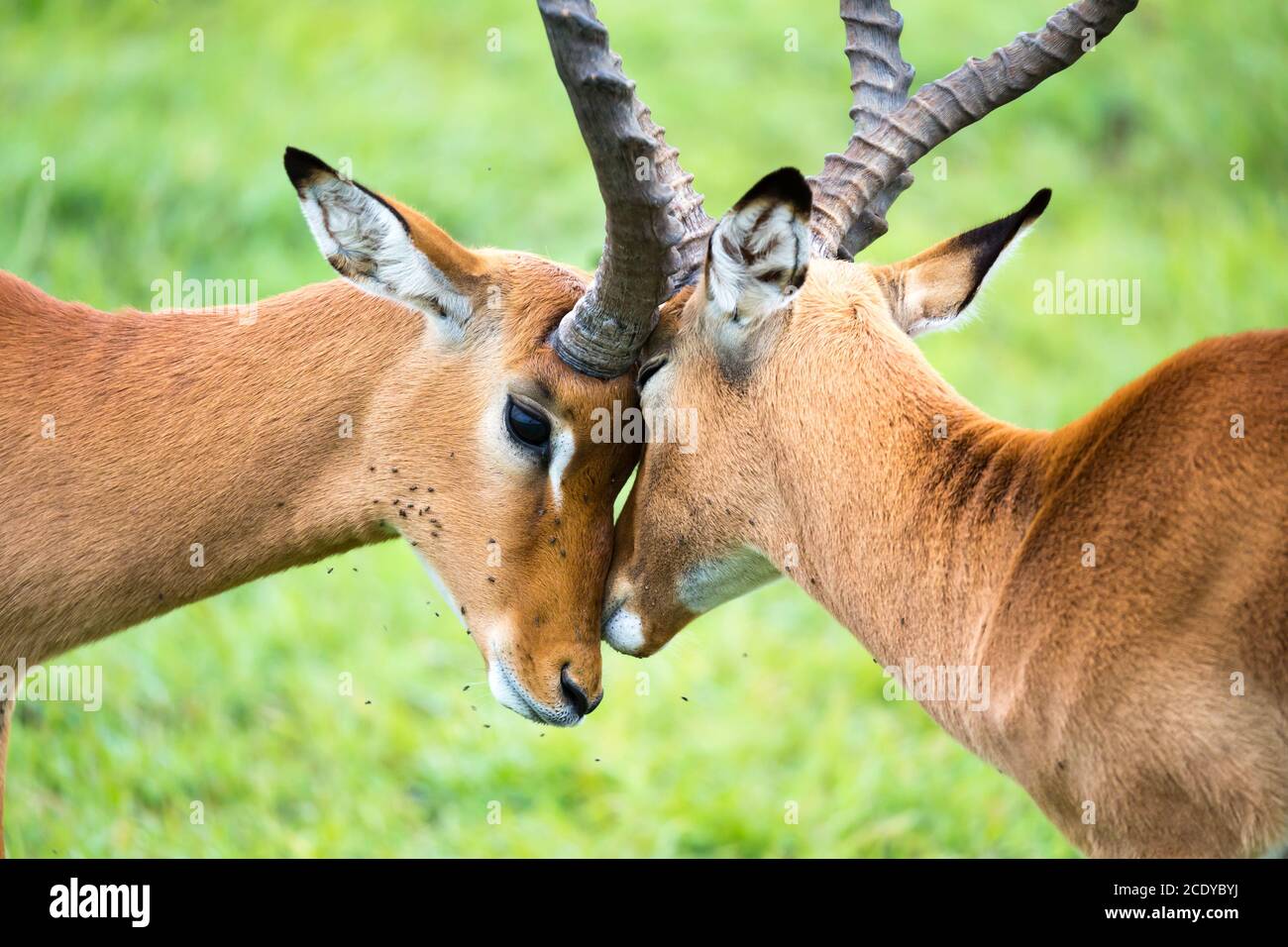 Famiglia Impala su un paesaggio di erba nella savana keniota Foto Stock