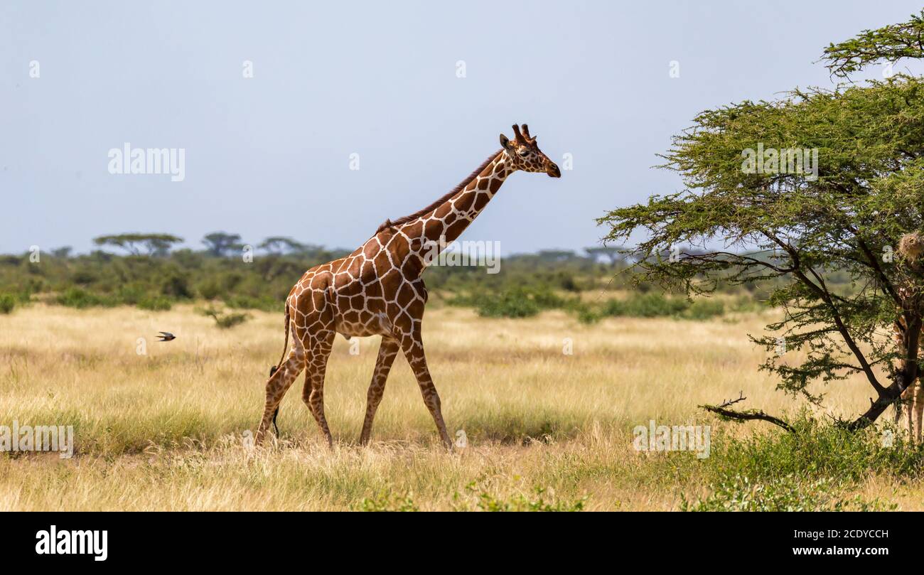 Giraffe passeggiata attraverso la savana tra le piante Foto Stock