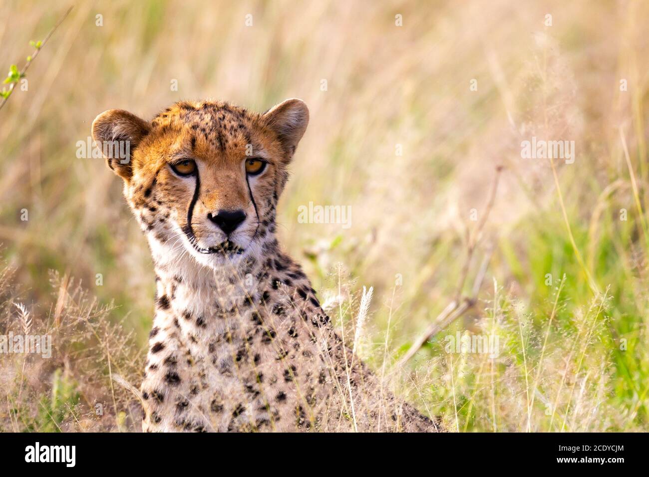 Un ritratto di una ghepardo nel paesaggio erboso Foto Stock