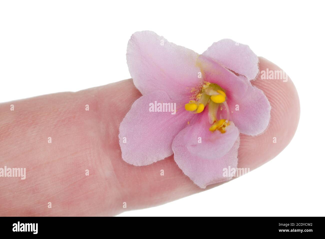 Un delicato fiore viola rosa si trova sul dito di una macro mano umana Foto Stock