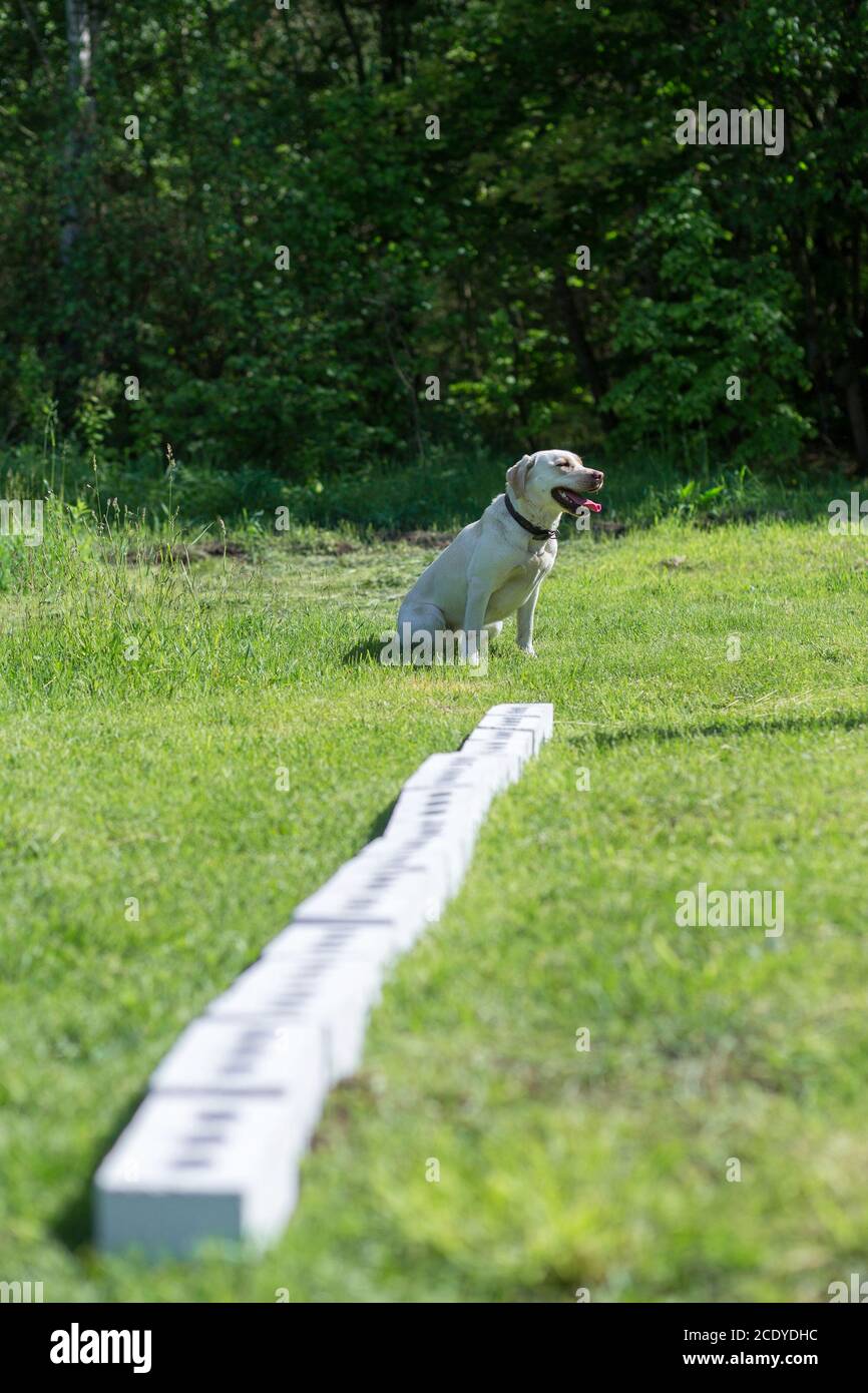 White Labrador Retriever si trova vicino a una riga di contenitori e attende il comando per cercare l'oggetto nascosto. Formazione per addestrare i cani di servizio per il po Foto Stock