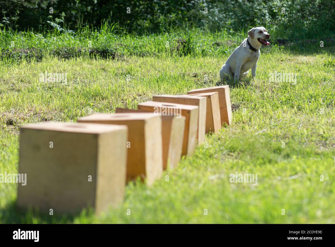 White Labrador Retriever si trova vicino a una riga di contenitori e attende il comando per cercare l'oggetto nascosto. Formazione per addestrare i cani di servizio per il po Foto Stock