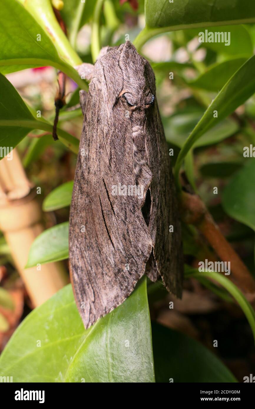 Butterfly cossus legno di deterioramento. Specie animale, un insetto che camuffa se stesso come legno. Messa a fuoco selettiva, sfondo deliberatamente sfocato. Foto Stock