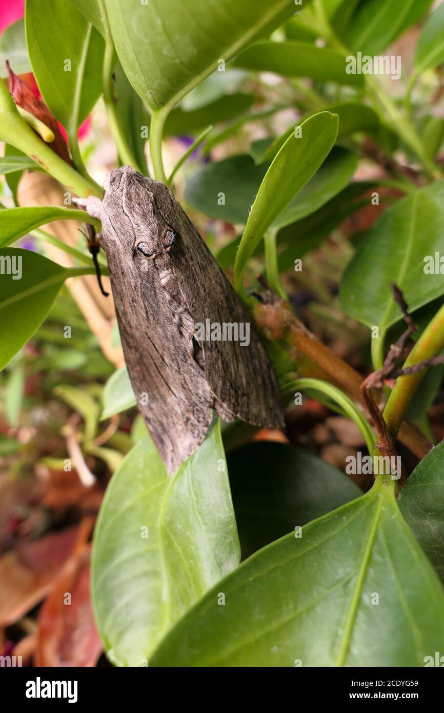Butterfly cossus legno di deterioramento. Specie animale, un insetto che camuffa se stesso come legno. Messa a fuoco selettiva, sfondo deliberatamente sfocato. Foto Stock