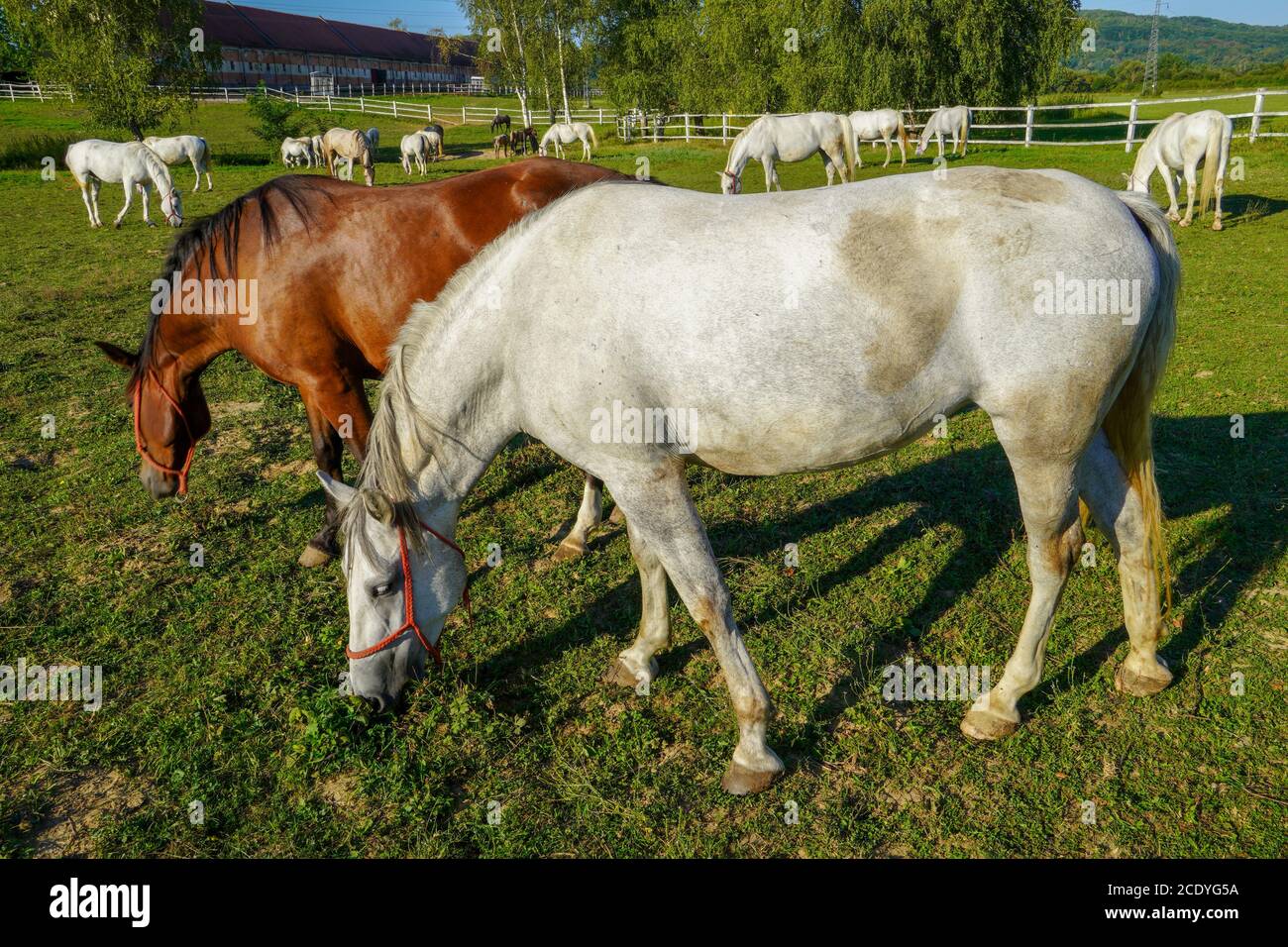 Lipizzaner, un cavallo della razza Lipizzaner. I cavalli mangiano in un campo coperto di erba Foto Stock