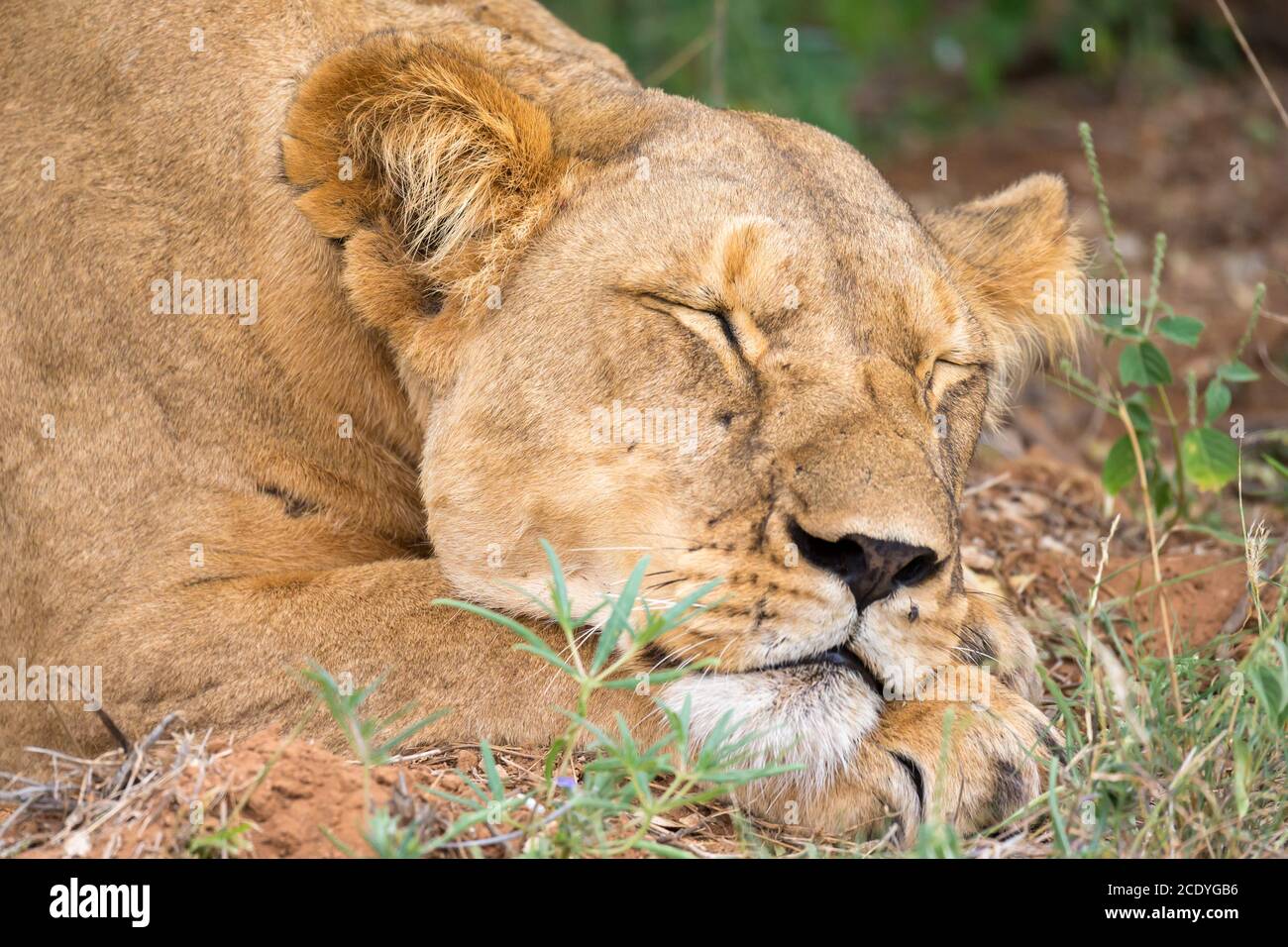 La leonessa sta dormendo nell'erba della savana Foto Stock