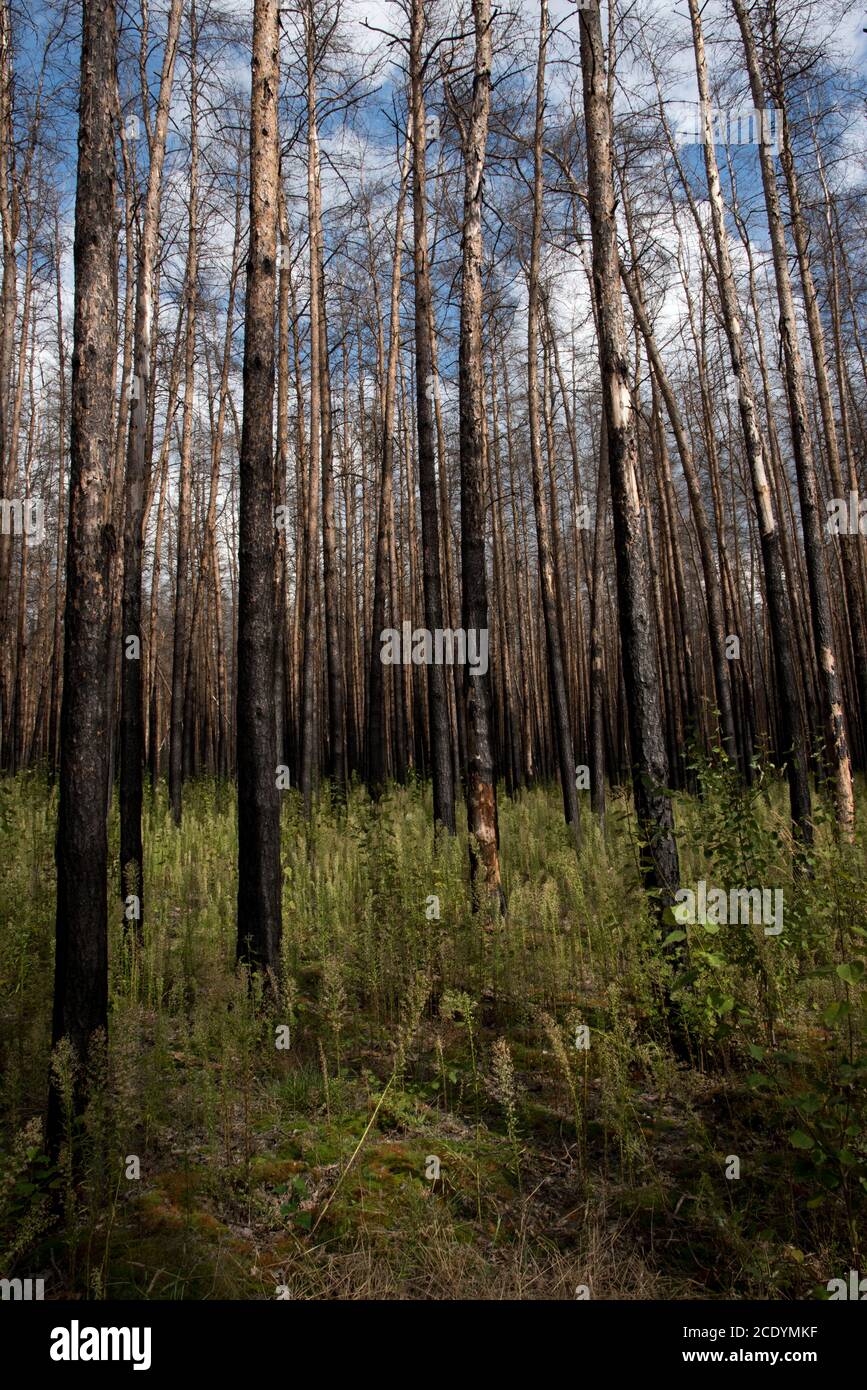 Due anni dopo un enorme incendio nella foresta di Treuenbrietzen nell'agosto 2018 tra i pini scozzesi bruciati e morti, si stanno sviluppando nuovi alberi. Foto Stock