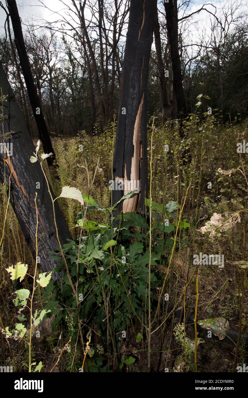 Due anni dopo un enorme incendio boschivo nella foresta di Treuenbrietzen nell'agosto 2018, gli alberi di quercia bruciati si stanno rigenerando. Foto Stock