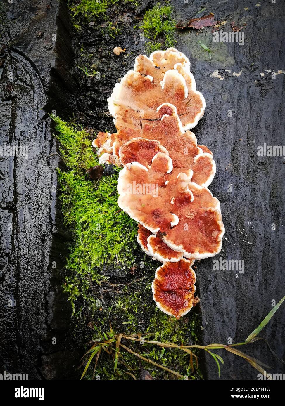 Funghi bianchi e arancioni piatti su tavola di legno umida Foto Stock