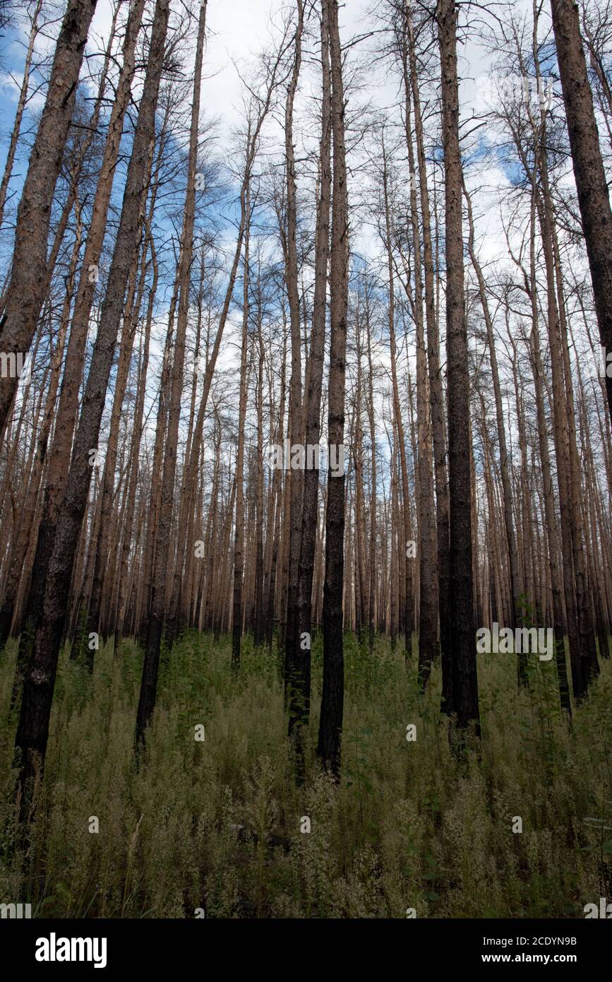 Due anni dopo un enorme incendio nella foresta di Treuenbrietzen nell'agosto 2018 tra i pini scozzesi bruciati e morti, si stanno sviluppando nuovi alberi. Foto Stock