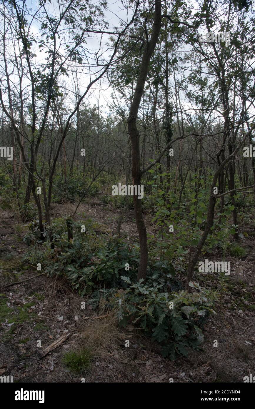 Due anni dopo un enorme incendio forestale nella foresta di Treuenbrietzen nell'agosto 2018 tra le querce bruciate e morte si stanno sviluppando nuovi alberi. Foto Stock