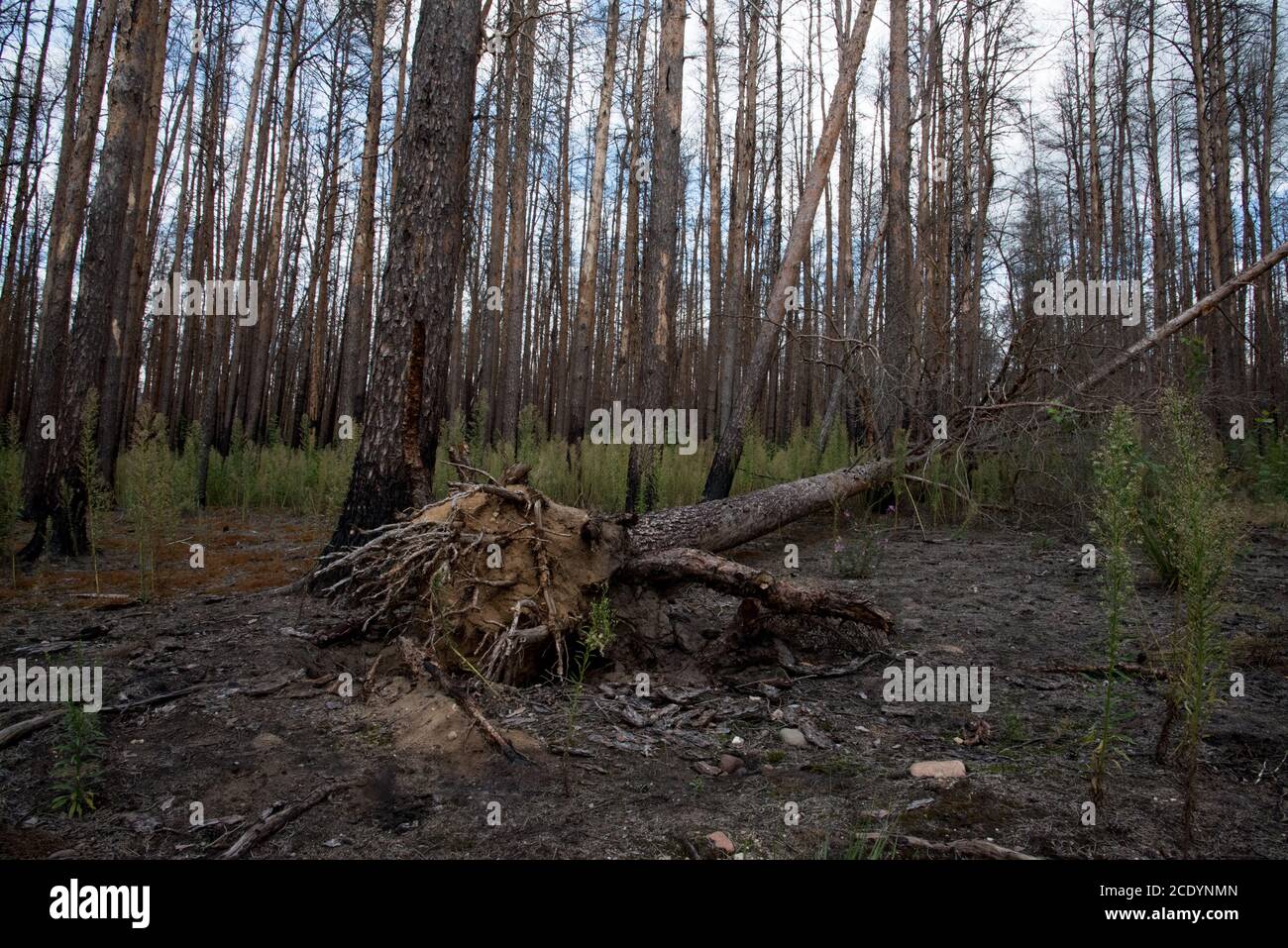 Due anni dopo un enorme incendio nella foresta di Treuenbrietzen nell'agosto 2018 tra i pini scozzesi bruciati e morti, si stanno sviluppando nuovi alberi. Foto Stock