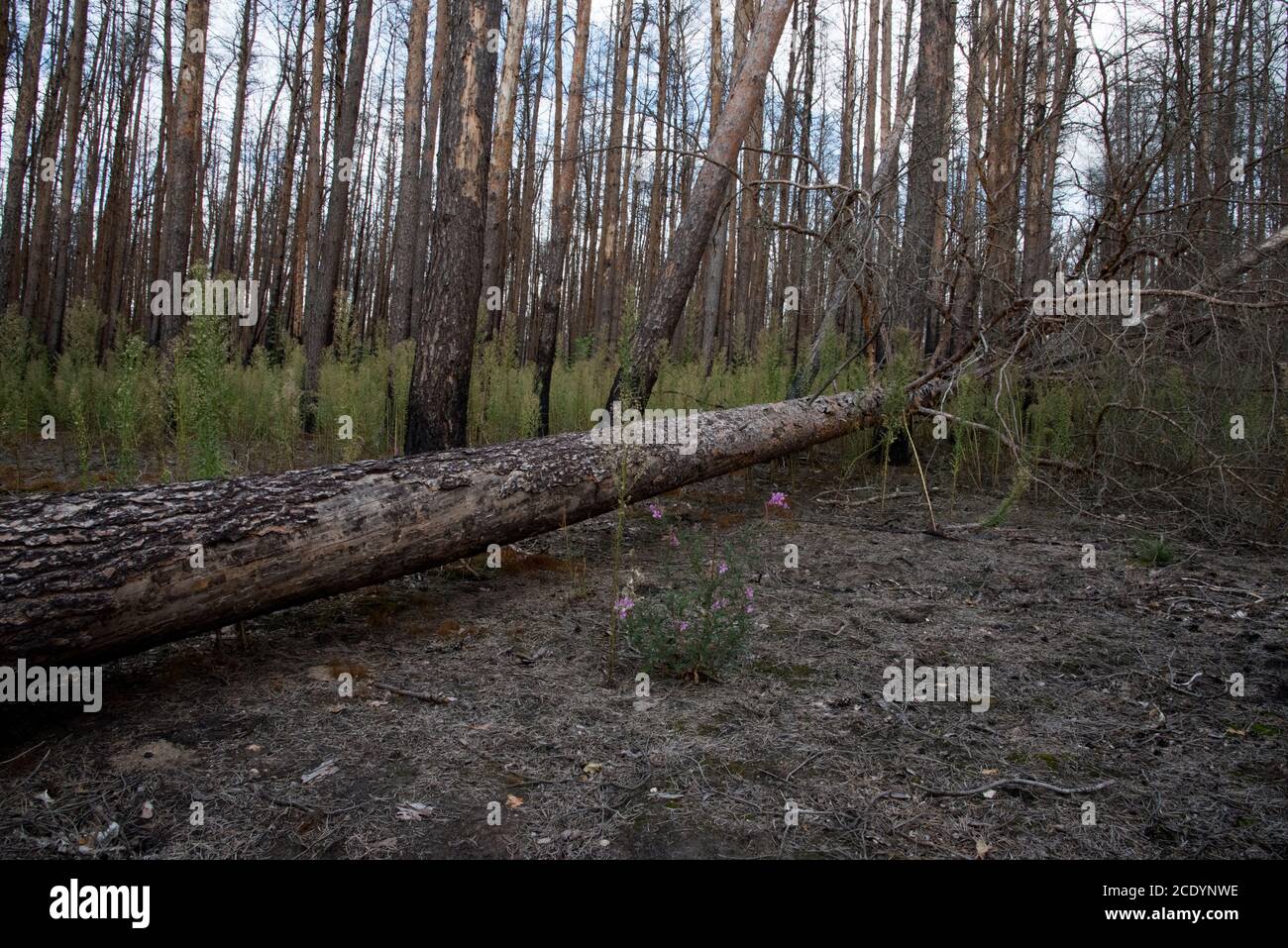 Due anni dopo un enorme incendio nella foresta di Treuenbrietzen nell'agosto 2018 tra i pini scozzesi bruciati e morti, si stanno sviluppando nuovi alberi. Foto Stock