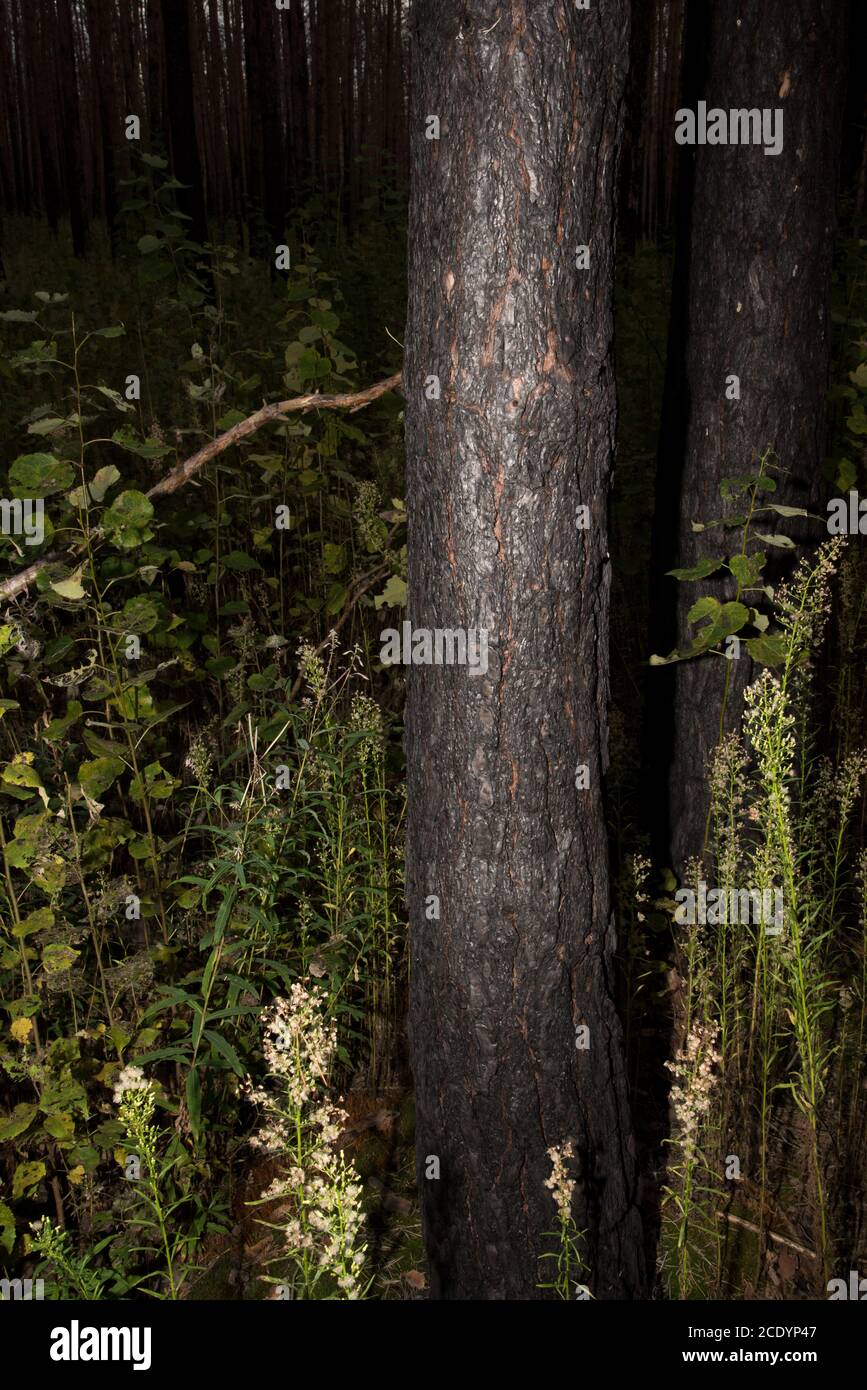 Due anni dopo un enorme incendio nella foresta di Treuenbrietzen nell'agosto 2018 tra i pini scozzesi bruciati e morti, si stanno sviluppando nuovi alberi. Foto Stock