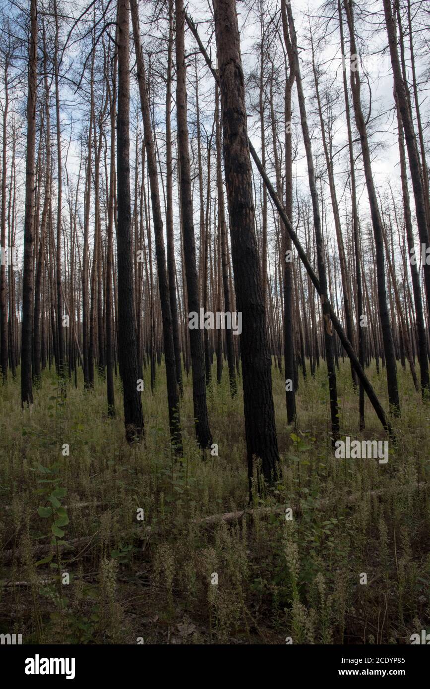 Due anni dopo un enorme incendio nella foresta di Treuenbrietzen nell'agosto 2018 tra i pini scozzesi bruciati e morti, si stanno sviluppando nuovi alberi. Foto Stock