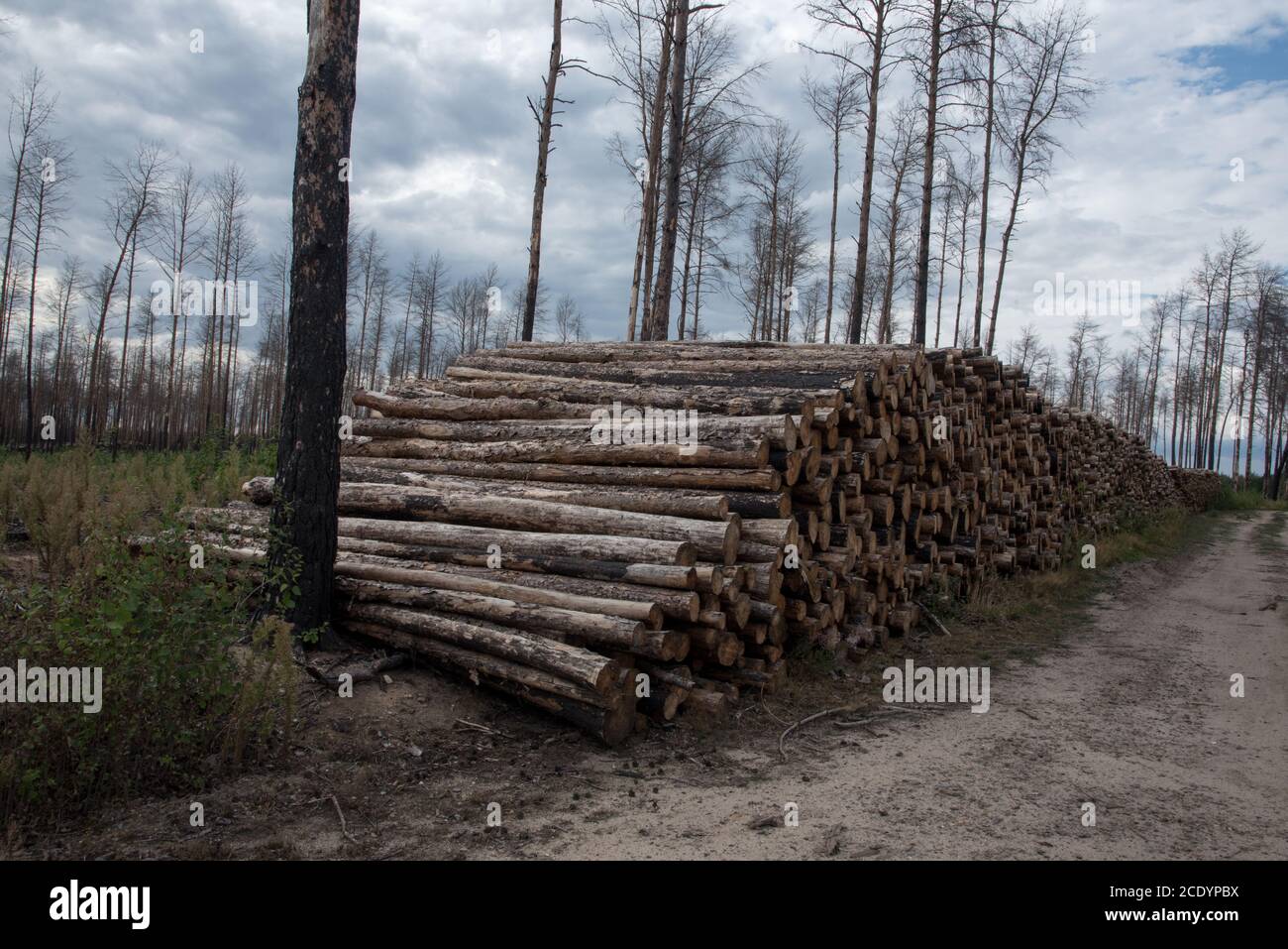 Due anni dopo un enorme incendio boschivo nella foresta di Treuenbrietzen nell'agosto 2018, i pini scozzesi bruciati vengono sutinati e ripiantati senza successo. Foto Stock