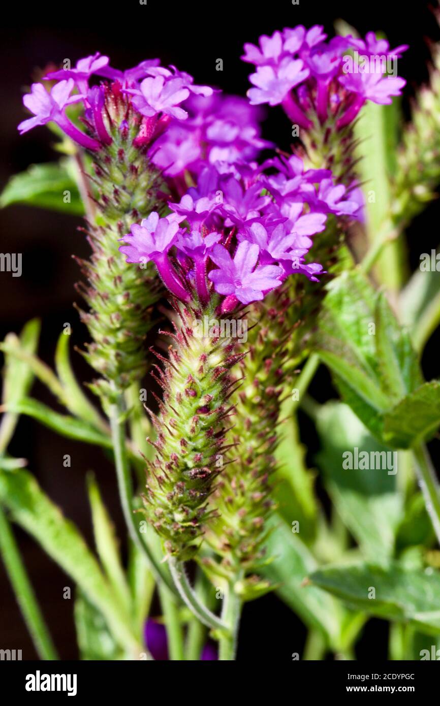 Verbena rigida 'venosa' Foto Stock