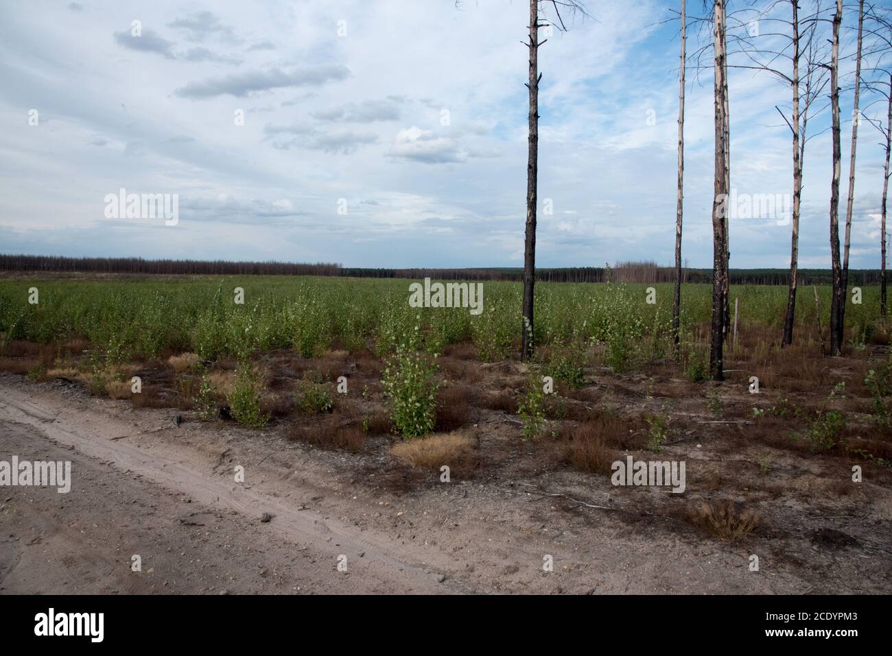 Due anni dopo un enorme incendio boschivo nella foresta di Treuenbrietzen nell'agosto 2018, i pini scozzesi bruciati vengono sutinati e ripiantati senza successo. Foto Stock