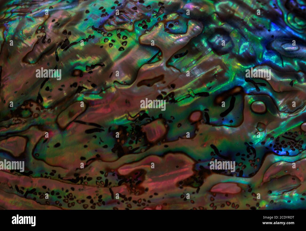 la superficie di una conchiglia abalone lucida crea un bellissimo design iridescente e perlaceo che si trova nella natura in verde, blu, viola e nero Foto Stock