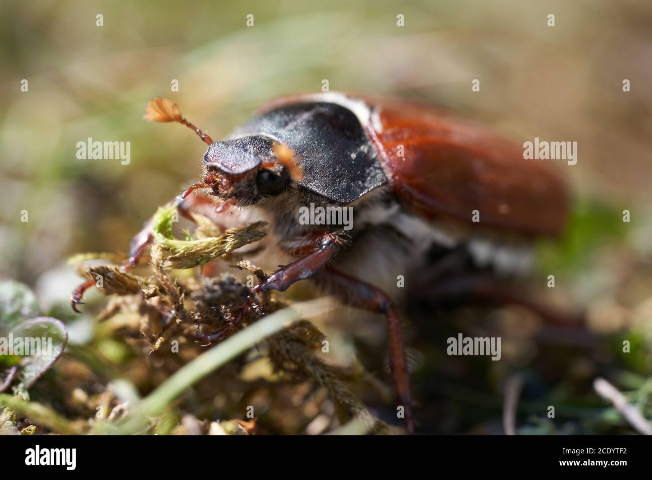 Scarafaggio chiamato anche Maybug o doodlebug europeo Beetle genere melolontha famiglia Scarabaeidae Foto Stock