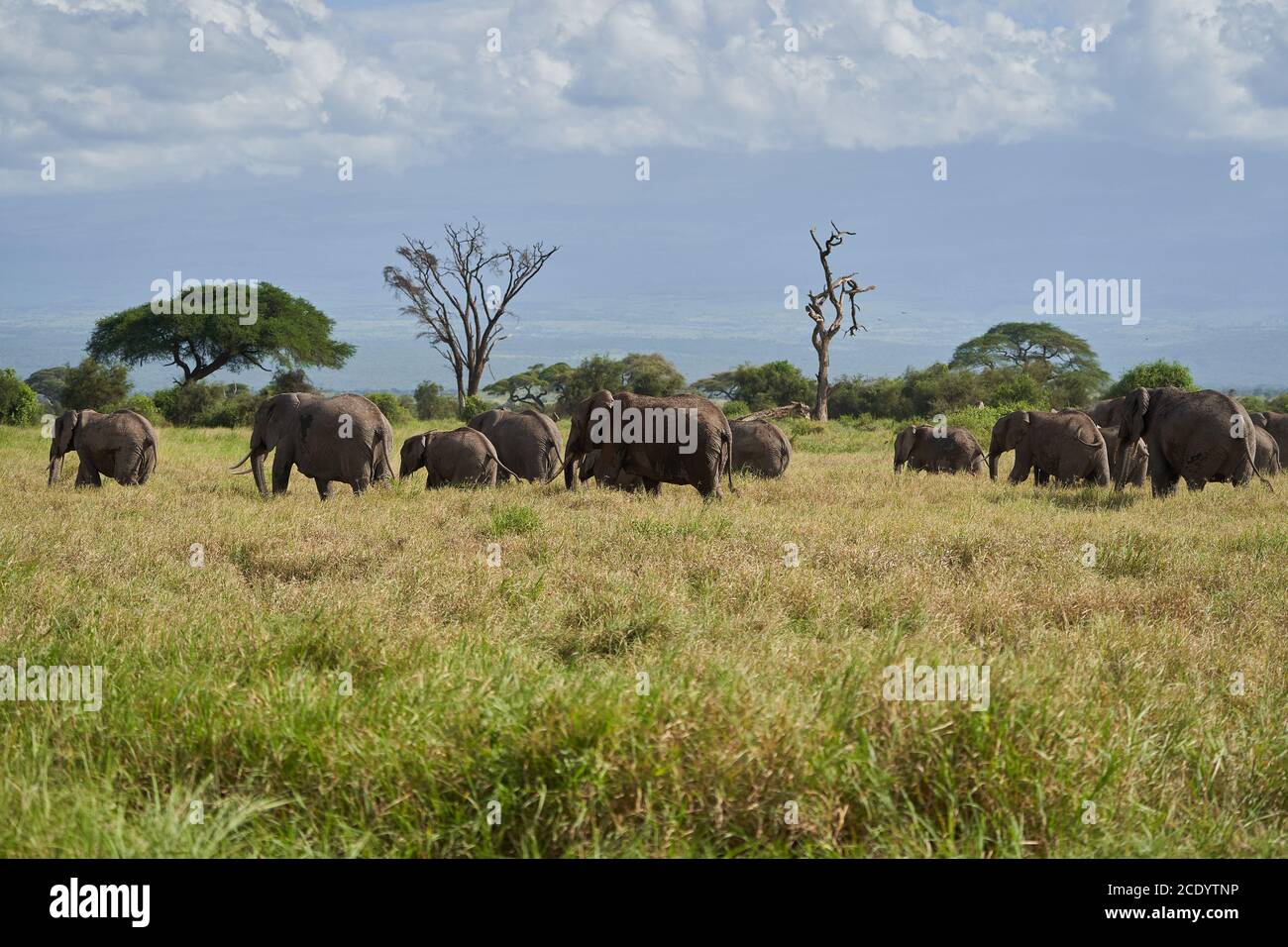 Gruppo di elefanti Amboseli - Safari Big Five - Kilimanjaro elefante afico cespuglio africano Loxodonta africana Foto Stock