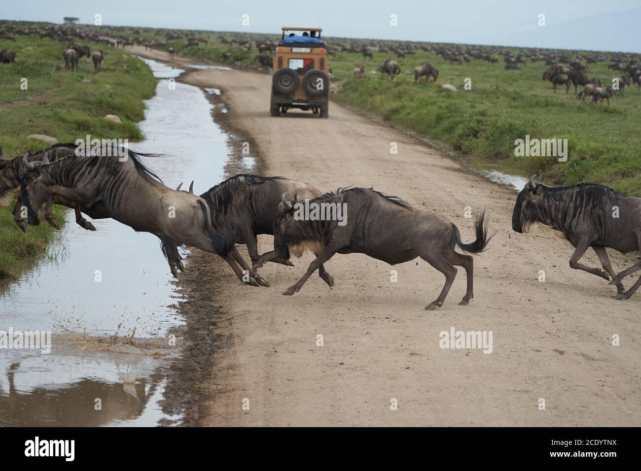 Grande migrazione Serengeti GNU Wildebeest Zebra Connochaetes taurinus Foto Stock
