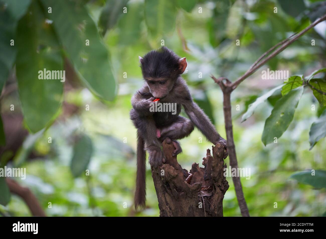 Baby baby di olive Papio anubis Anubis Baboon Cercopithecidae scimmia del mondo antico Foto Stock