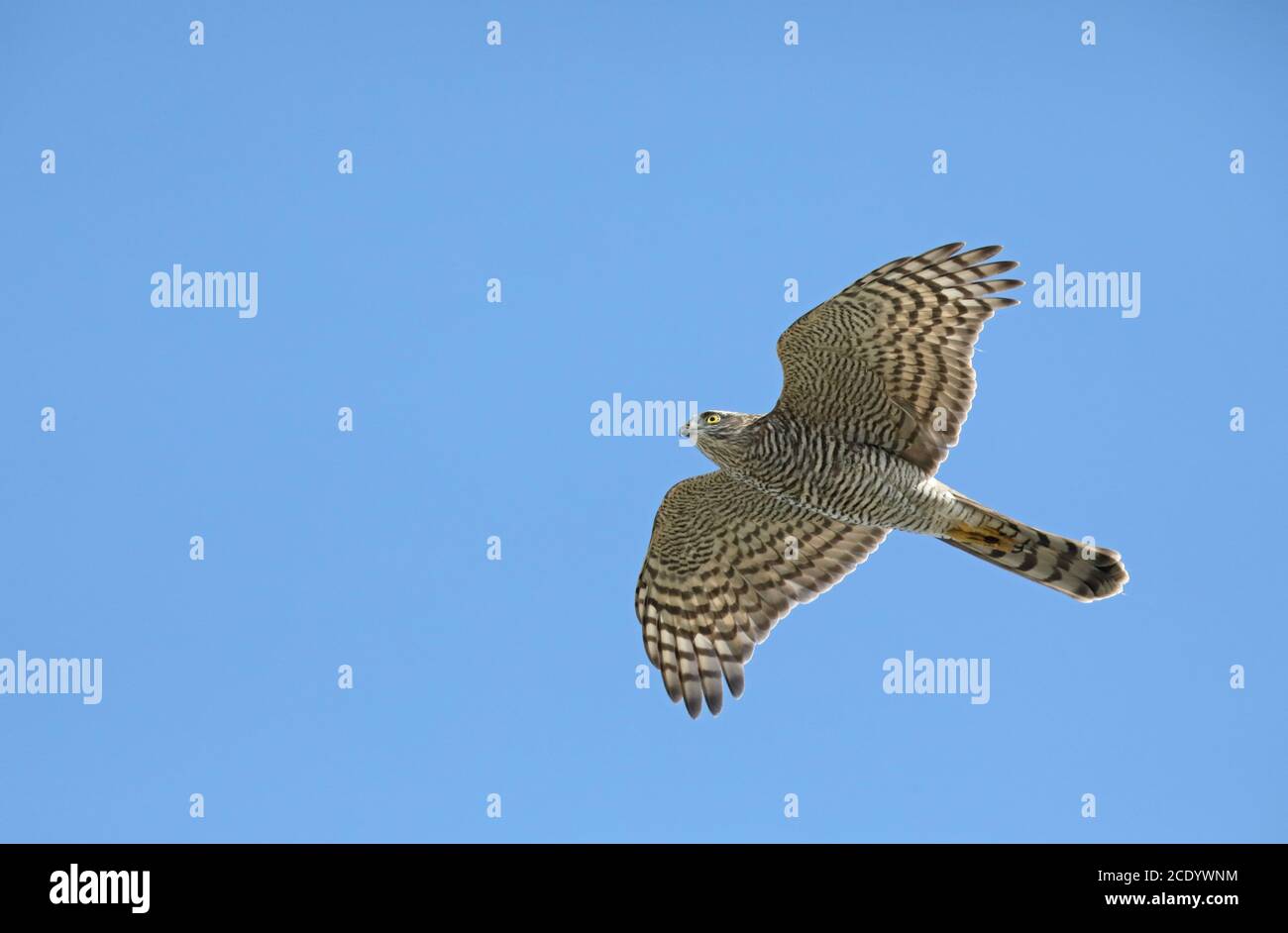 Volo Sparrowhawk / volo Sparrowhawk, migrazione Foto Stock