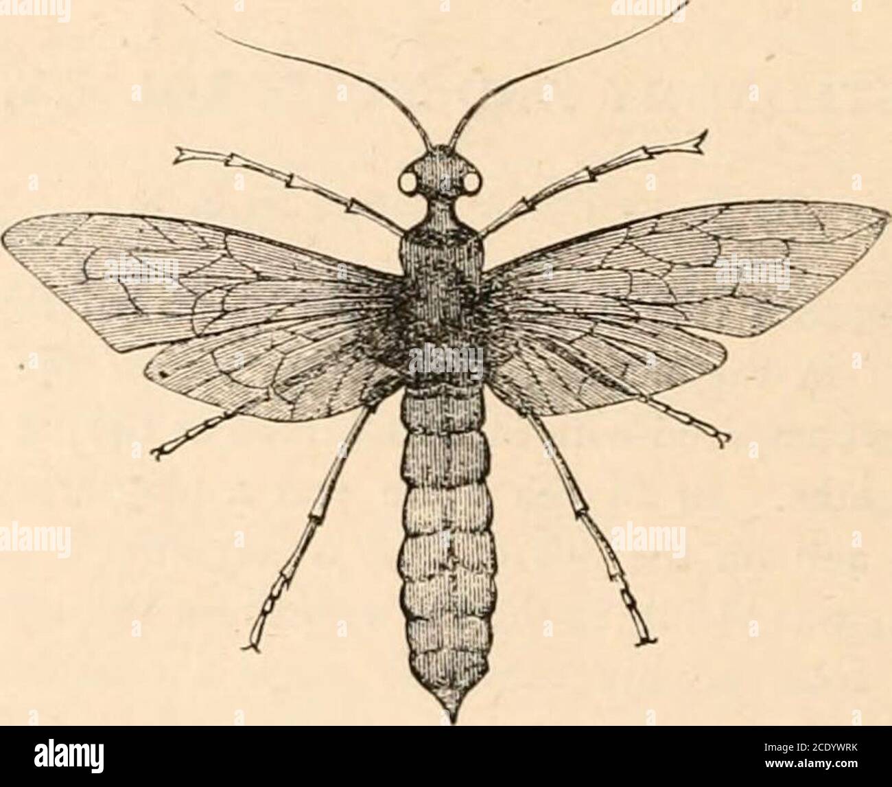 . Il gossip scientifico di Hardwicke : un mezzo illustrato di interscambio e pettegolezzi per studenti e amanti della natura . Fig. 1,0.-Sirex gigas (femmina).. Fig. 131.-Sirex gigas (maschio): I casi di pino, dai quali fuoriescono, le larve si sono recate nelle cartucce, passando attraverso di loro, E persino mangiando i proiettili di piombo.* è riferito da Kirby e Spence che gli esemplari distinti di Sirex gigas sono stati visti uscire fuori del pavimento di una stanza dei bambini in una casa dei gentlemans, a thegreat discomfiture sia di infermiera che dei bambini. Thestory è detto dal sig. Marshman sull'autorità di Sir Joseph Banks ; e. Foto Stock