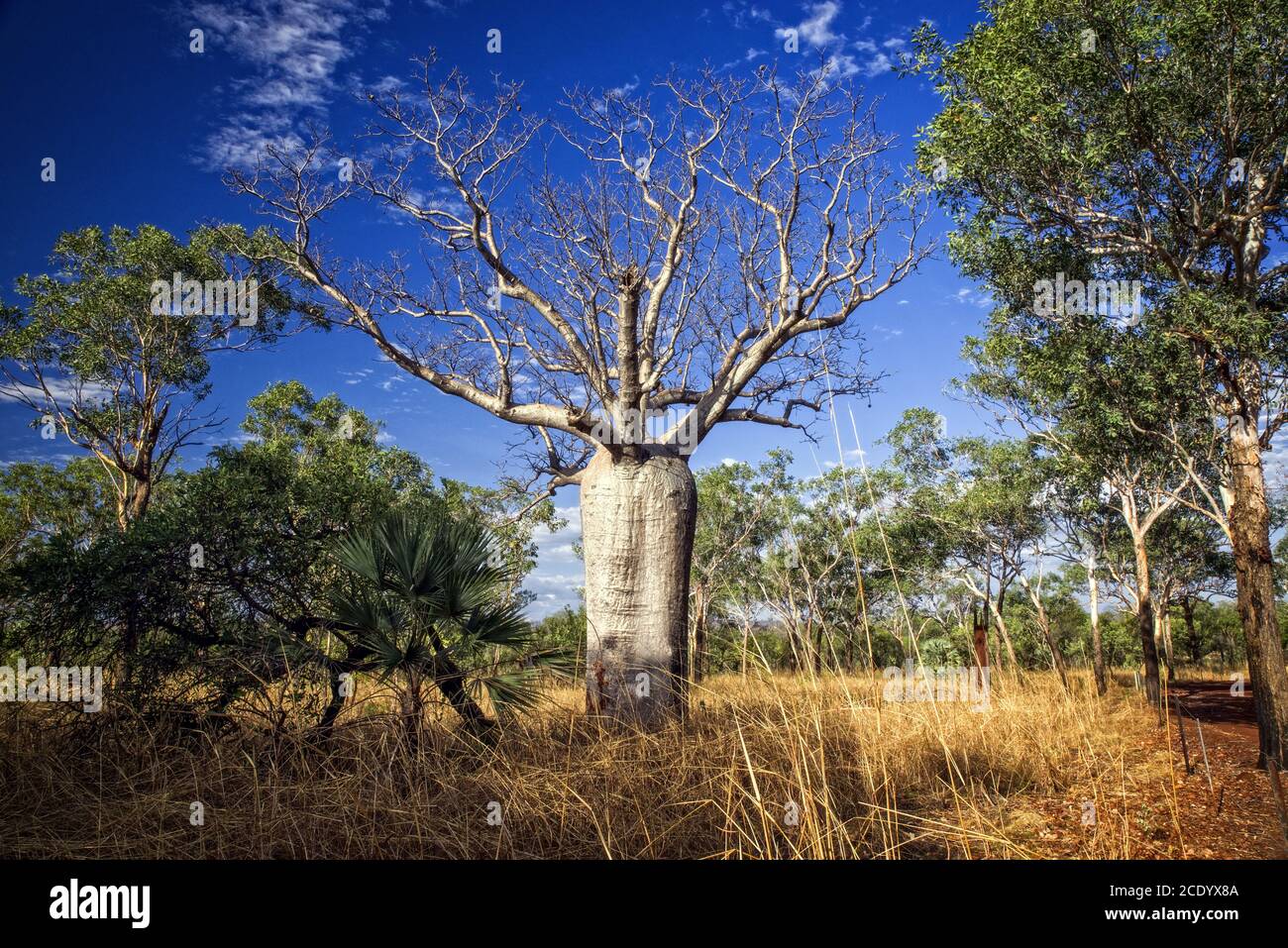 Baobab al Kimberleys - Australia Occidentale Foto Stock