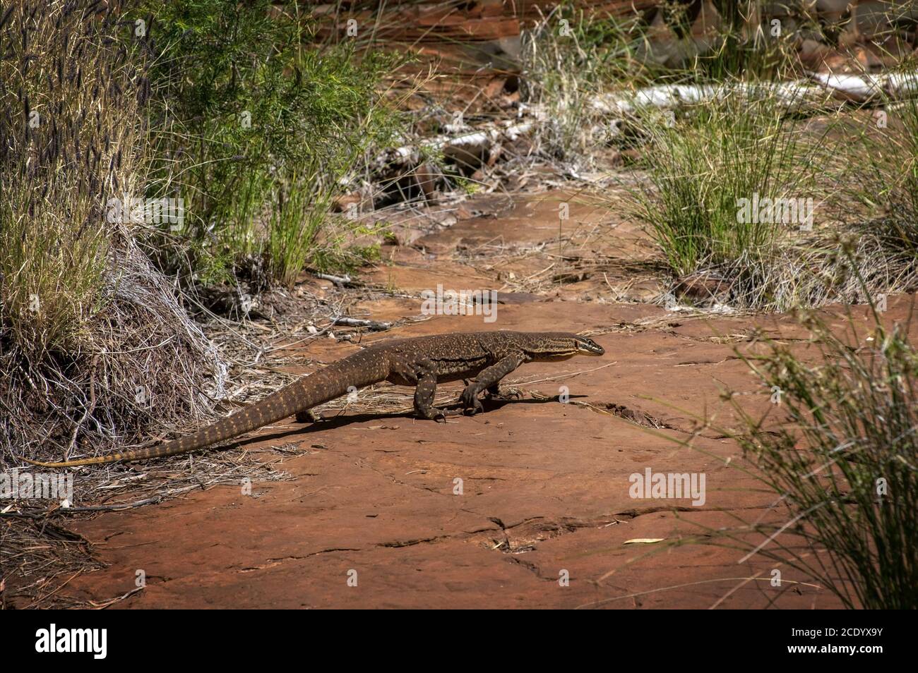 Sand goanna su terreno roccioso in Australia Occidentale Foto Stock