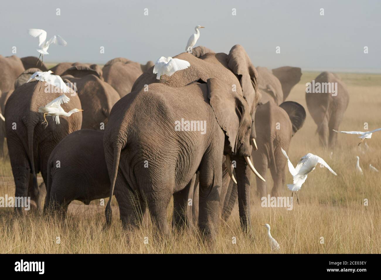 Gruppo di elefanti Amboseli - Big Five Safari bianco Heron elefante afico cespuglio africano Loxodonta africana Foto Stock