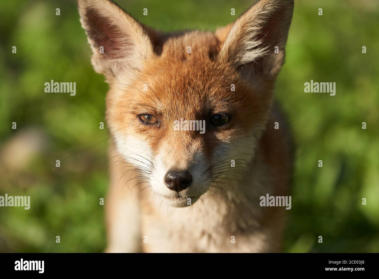Red Fox Ritratto Vulpes Vulpes sera Sole Foto Stock