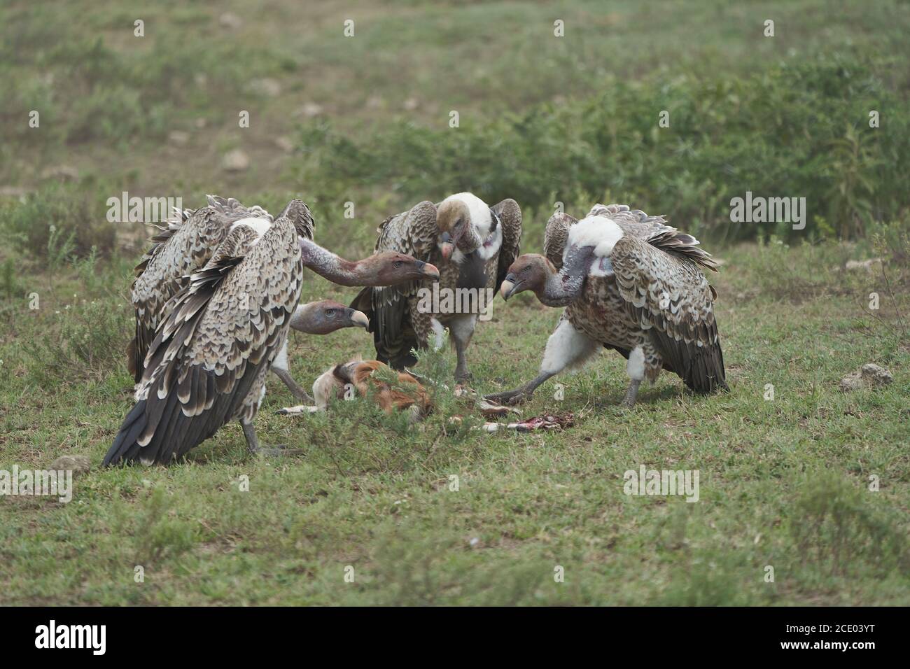 Gruppo di avvoltoi a schienale bianco Gyps africanus mangiare carrione impala Old World Vulture famiglia Accipitridae Foto Stock