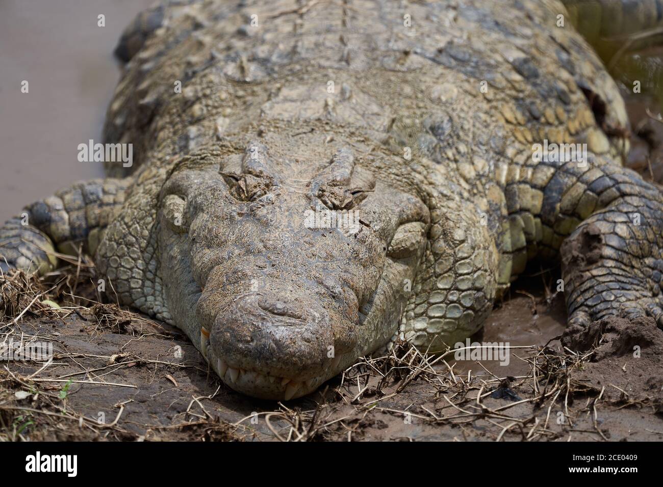 Coccodrillo del Nilo Crocodylus niloticus coccodrillo grande al fiume Serengeti Foto Stock