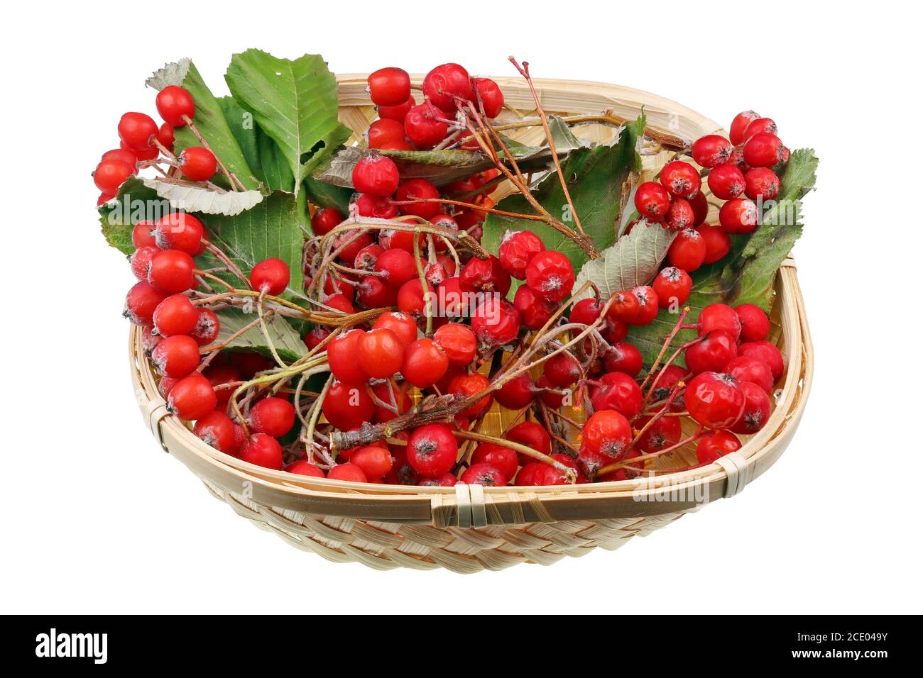 Ramo di foresta di Natale fatto di bacche rosse secche e foglie Di Rowan albero in legno cesto macro isolato Foto Stock Ramo di foresta di Natale fatto di bacche rosse secche e foglie Di Rowan albero in legno cesto macro isolato Foto Stock