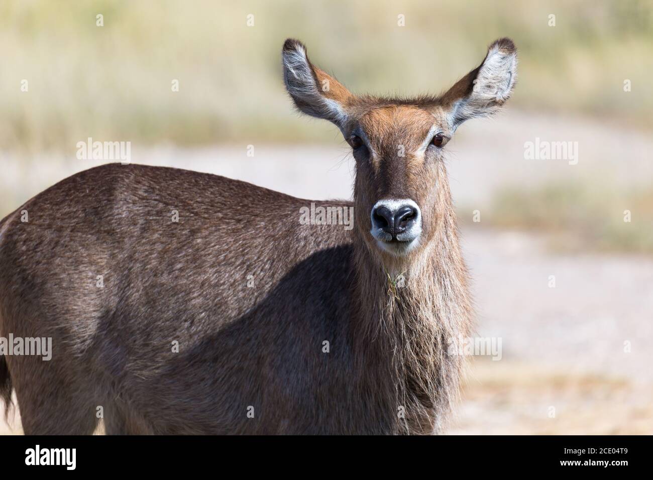 Antelope nel mezzo della savana del Kenya Foto Stock