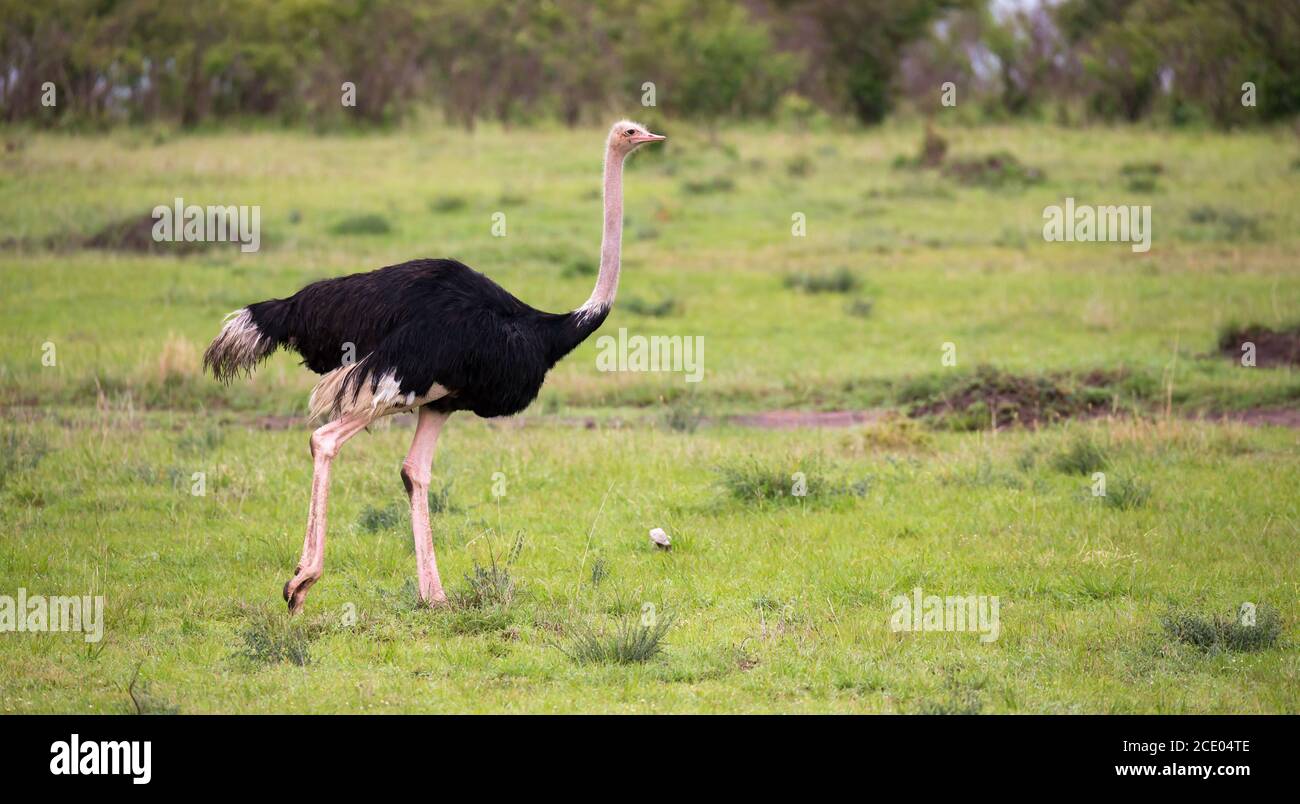 Un uccello di struzzo maschio corre attraverso il paesaggio di erba da La savana in Kenya Foto Stock