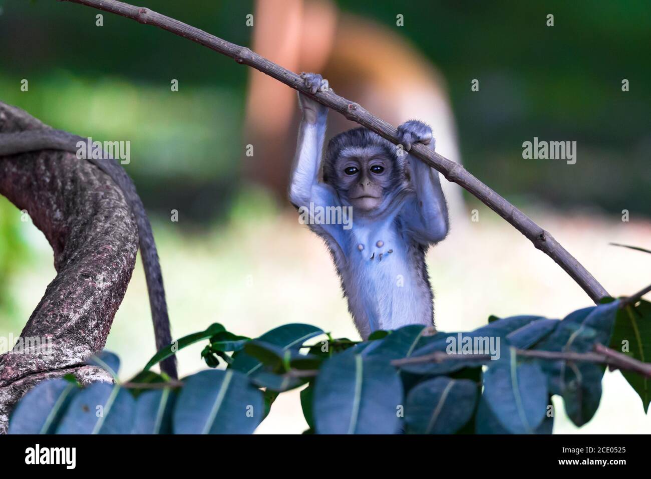 Una scimmia si arrampica su un ramo Foto Stock