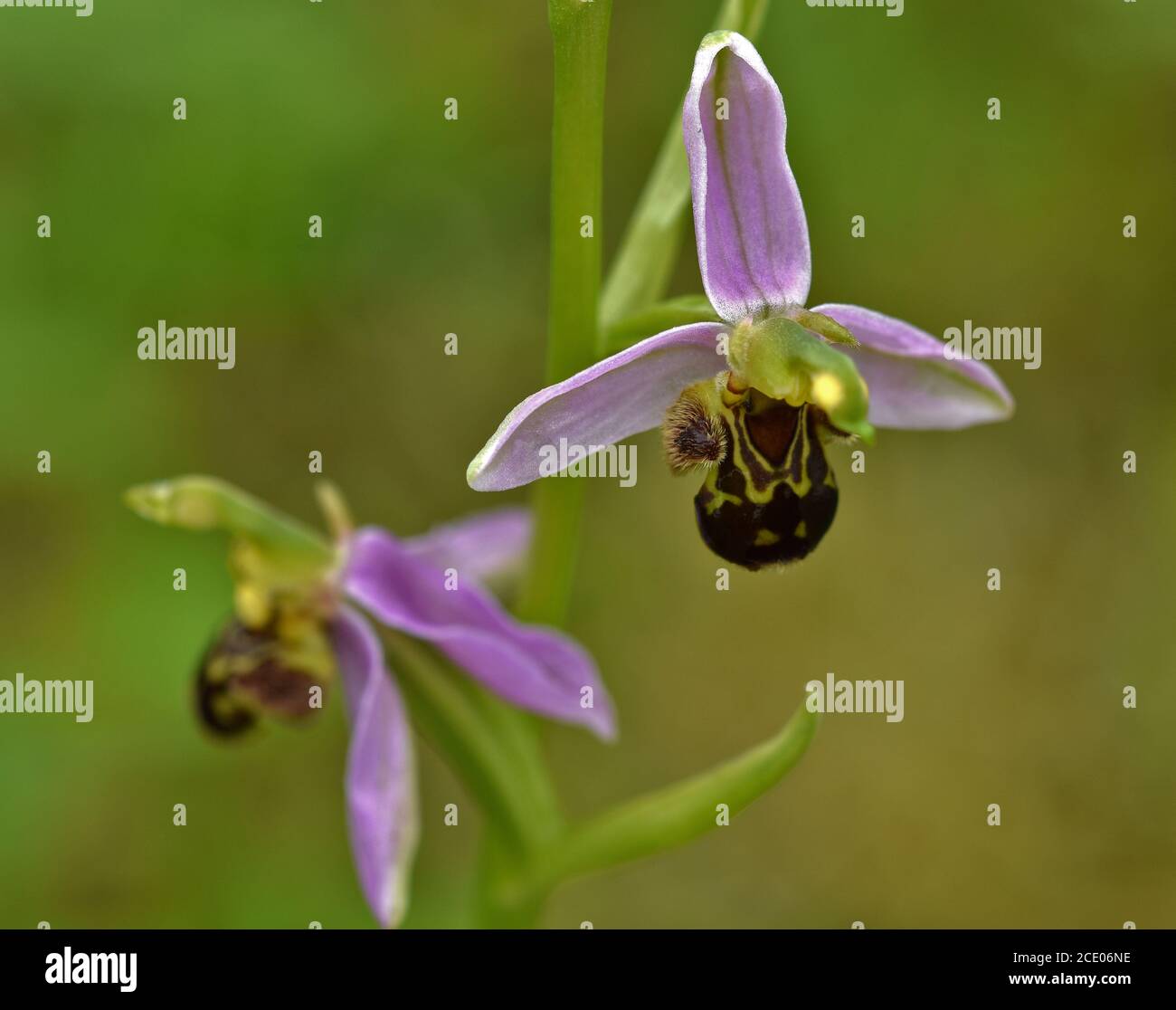Bee orchid, Ophrys apifera Foto Stock