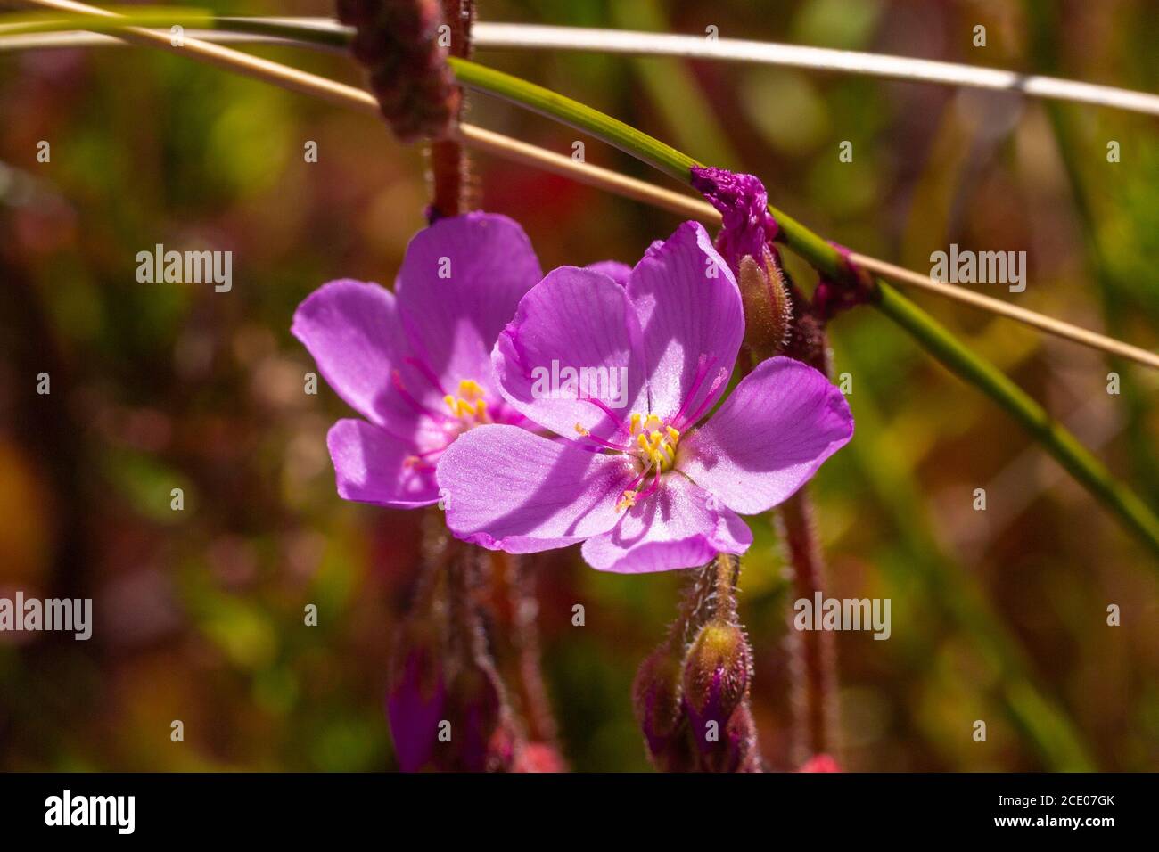 Fiori di Drosera capensis vicino a Franschhoek, Capo Occidentale, Sud Africa Foto Stock