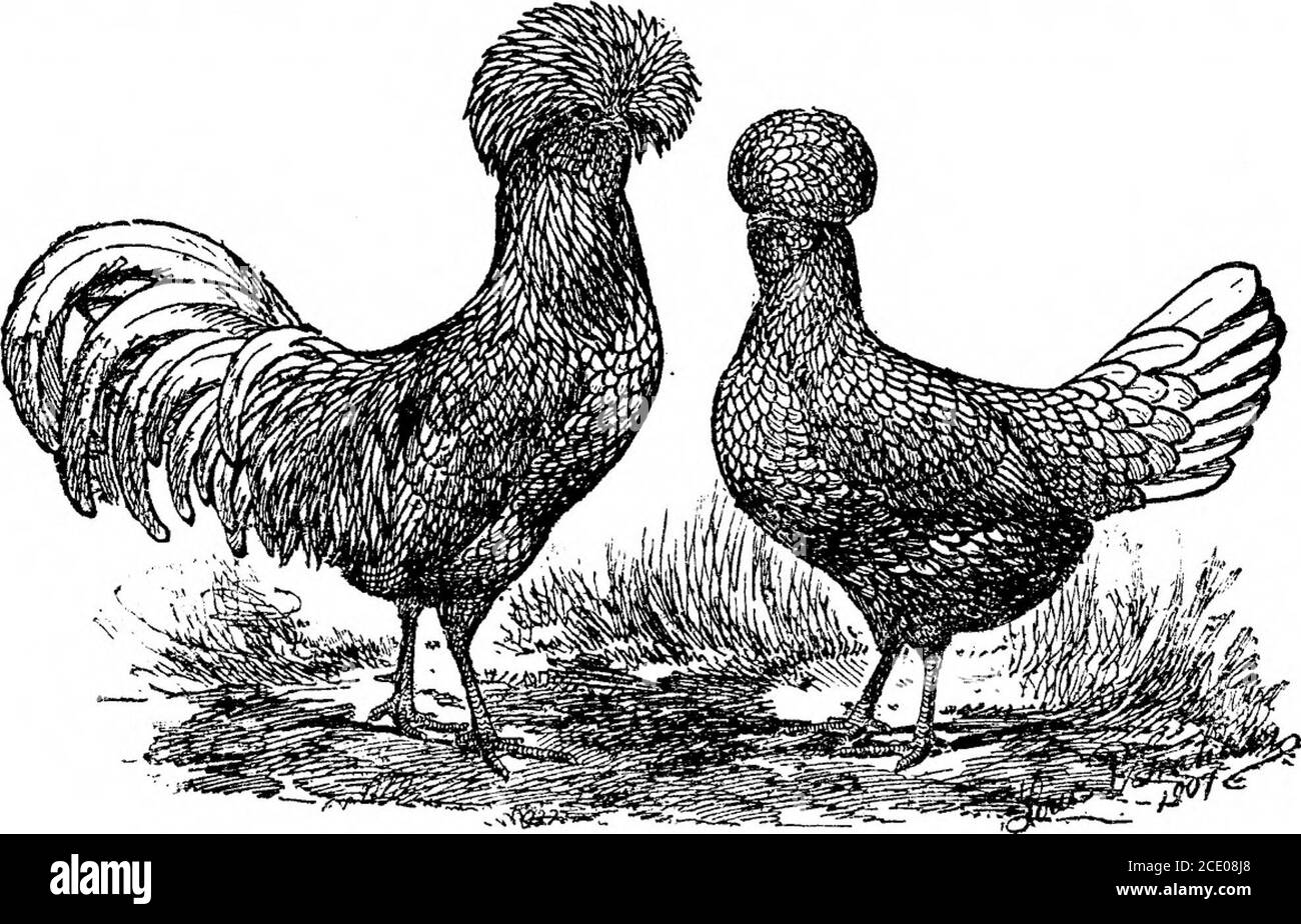 . Varietà standard di polli . rrow band di piume nere alla base della cresta di fronte è ammesso, ma meno meglio è. I denti e le dita dei piedi sono blu oroscuro leaden blu; pettine e wattles sono rosso brillante e lobi orecchio sono bianchi. Le varietà Oro e Argento sono ben marcate in piumage.in Oro le piume sono marcate con ricca baia dorata e lacedwith nero. Le piume dell'Argento sono bianche argentate, invece della baia dorata, e sono allacciate di nero. La figura (fig. 16)mostra le marcature generali delle piume. Il bianco polacco ispuro in tutto il Foto Stock